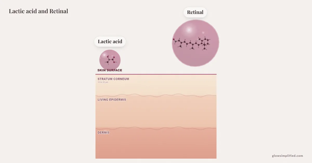 Lactic acid and Retinal meeting on a cross-section of skin