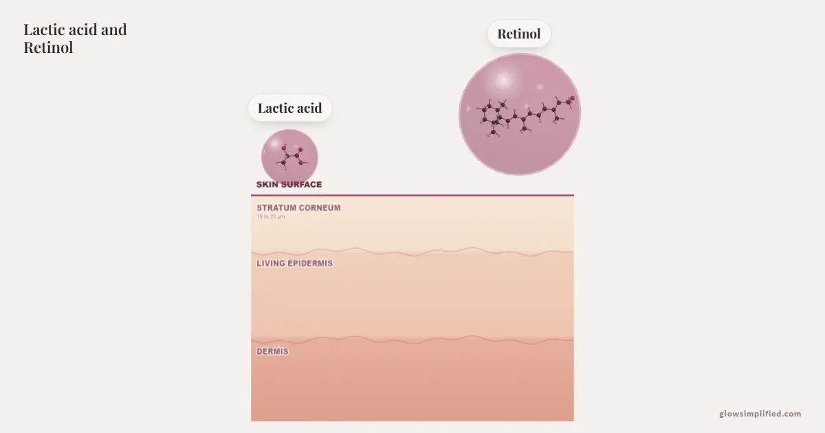 Lactic acid and Retinol meeting on a cross-section of skin