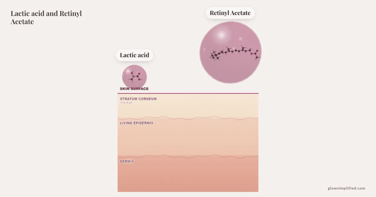 Lactic acid and Retinyl Acetate meeting on a cross-section of skin
