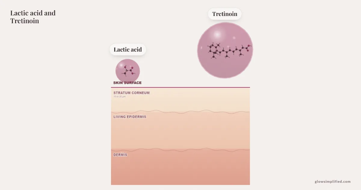 Lactic acid and Tretinoin meeting on a cross-section of skin