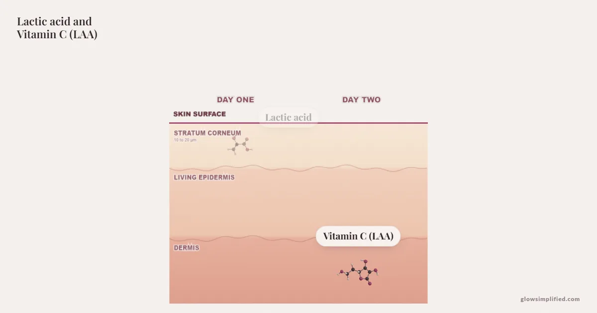 Lactic acid and Vitamin C (LAA) meeting on a cross-section of skin