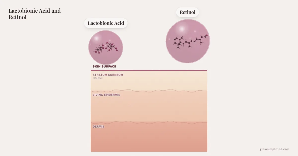 Lactobionic Acid and Retinol meeting on a cross-section of skin