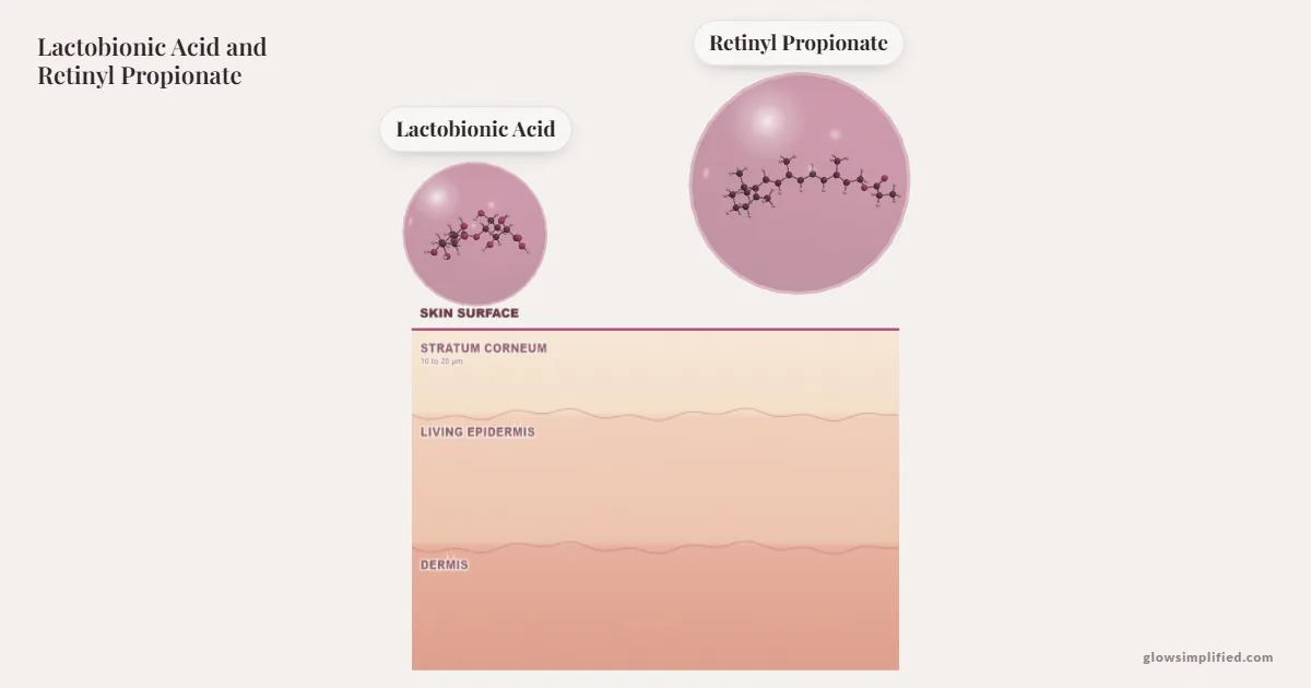 Lactobionic Acid and Retinyl Propionate meeting on a cross-section of skin