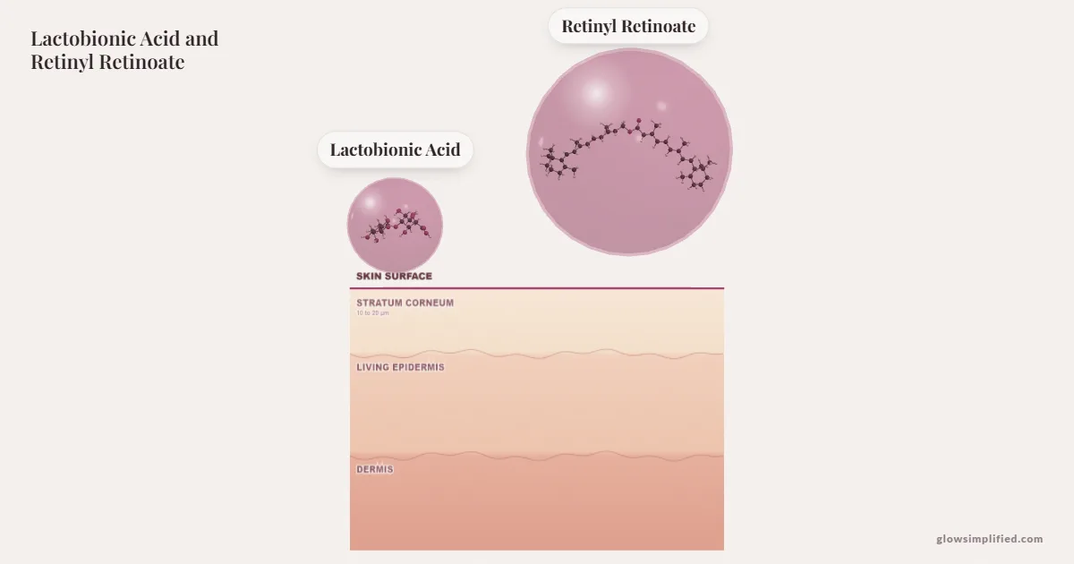 Lactobionic Acid and Retinyl Retinoate meeting on a cross-section of skin