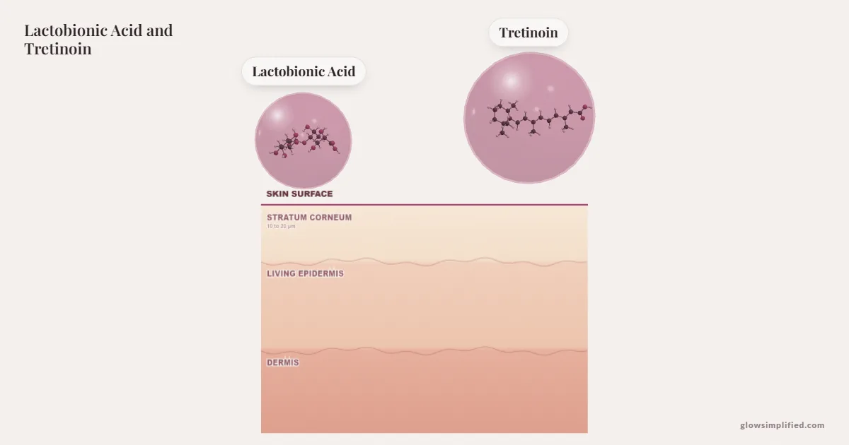 Lactobionic Acid and Tretinoin meeting on a cross-section of skin