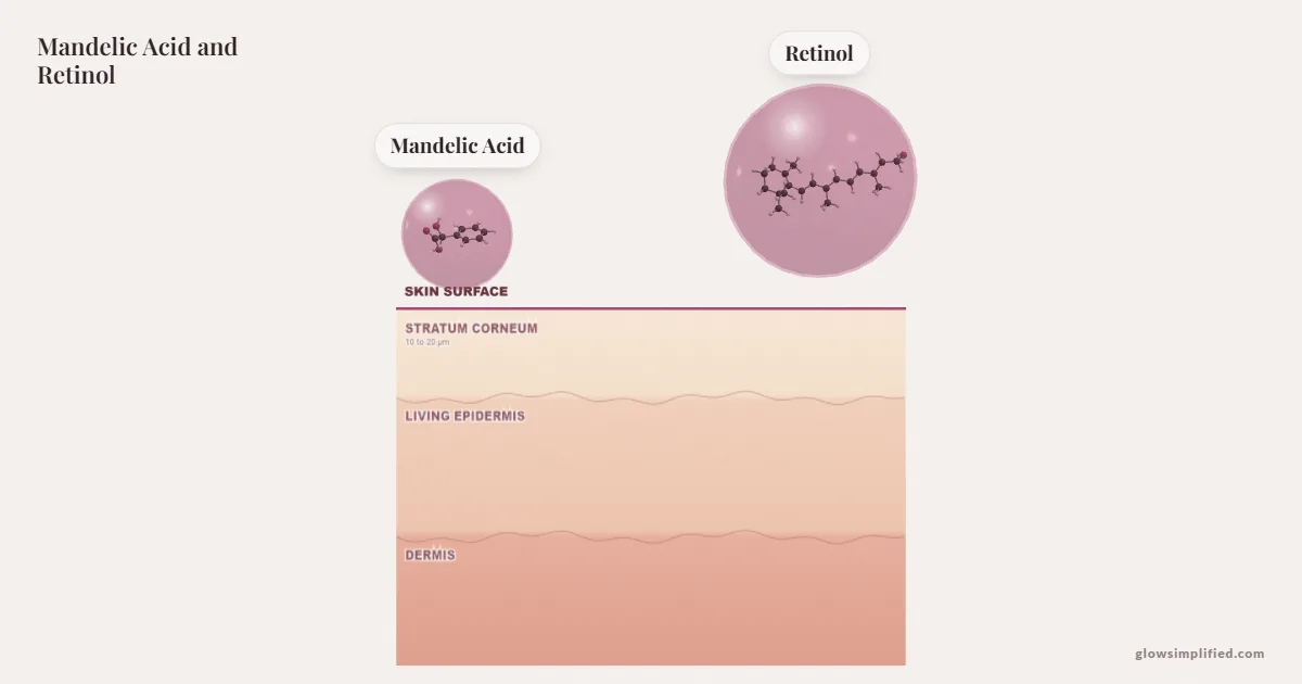 Mandelic Acid and Retinol meeting on a cross-section of skin