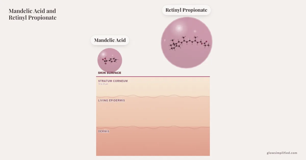 Mandelic Acid and Retinyl Propionate meeting on a cross-section of skin
