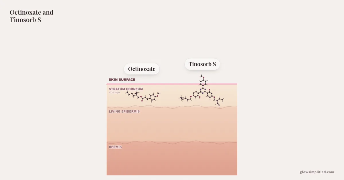 Octinoxate and Tinosorb S meeting on a cross-section of skin