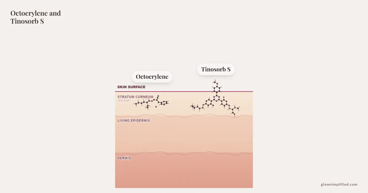 Octocrylene and Tinosorb S meeting on a cross-section of skin