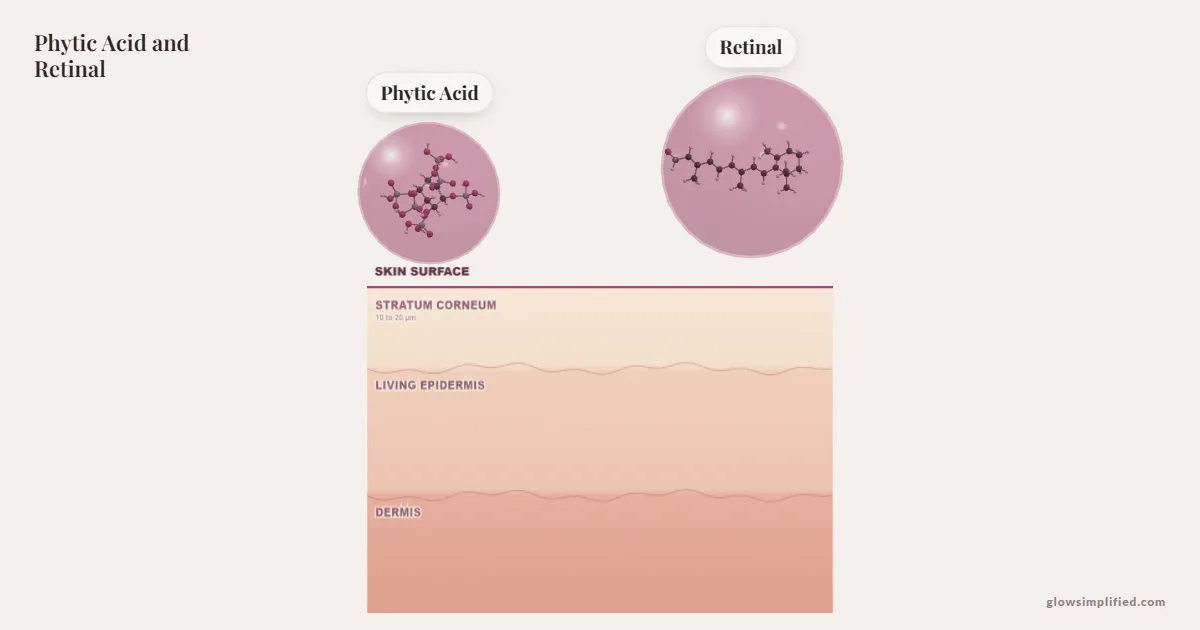 Phytic Acid and Retinal meeting on a cross-section of skin