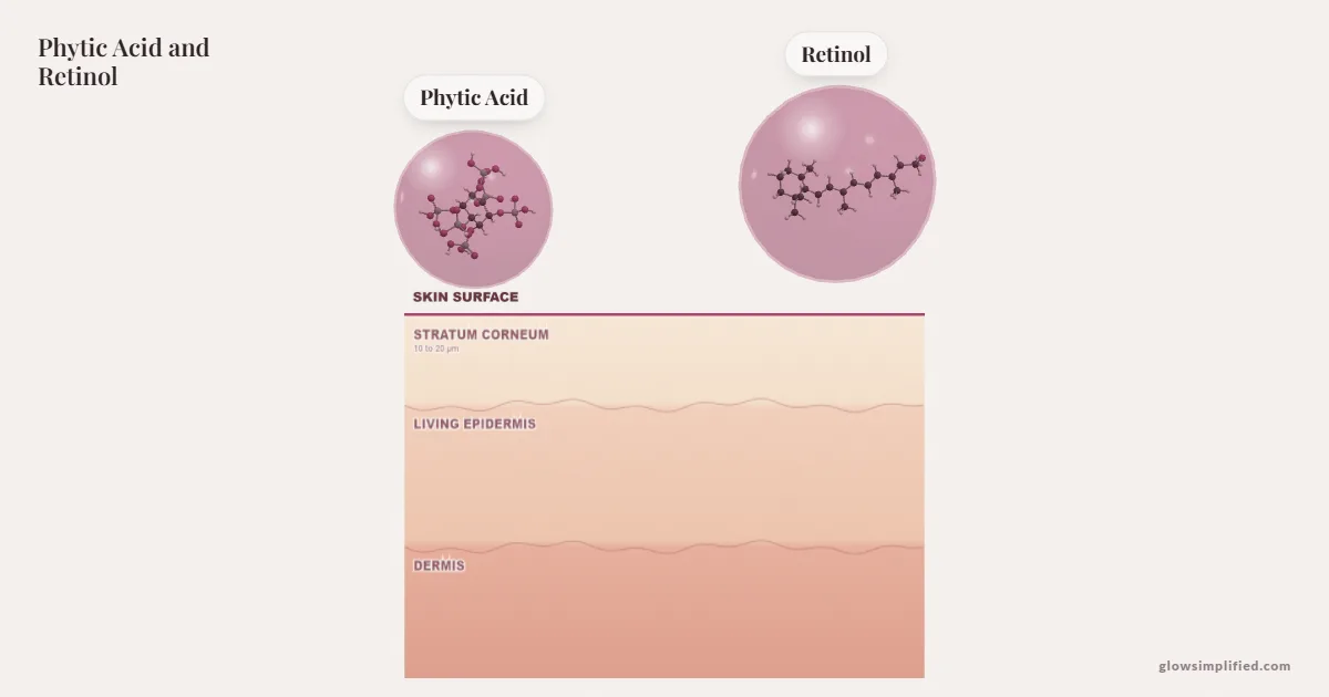 Phytic Acid and Retinol meeting on a cross-section of skin