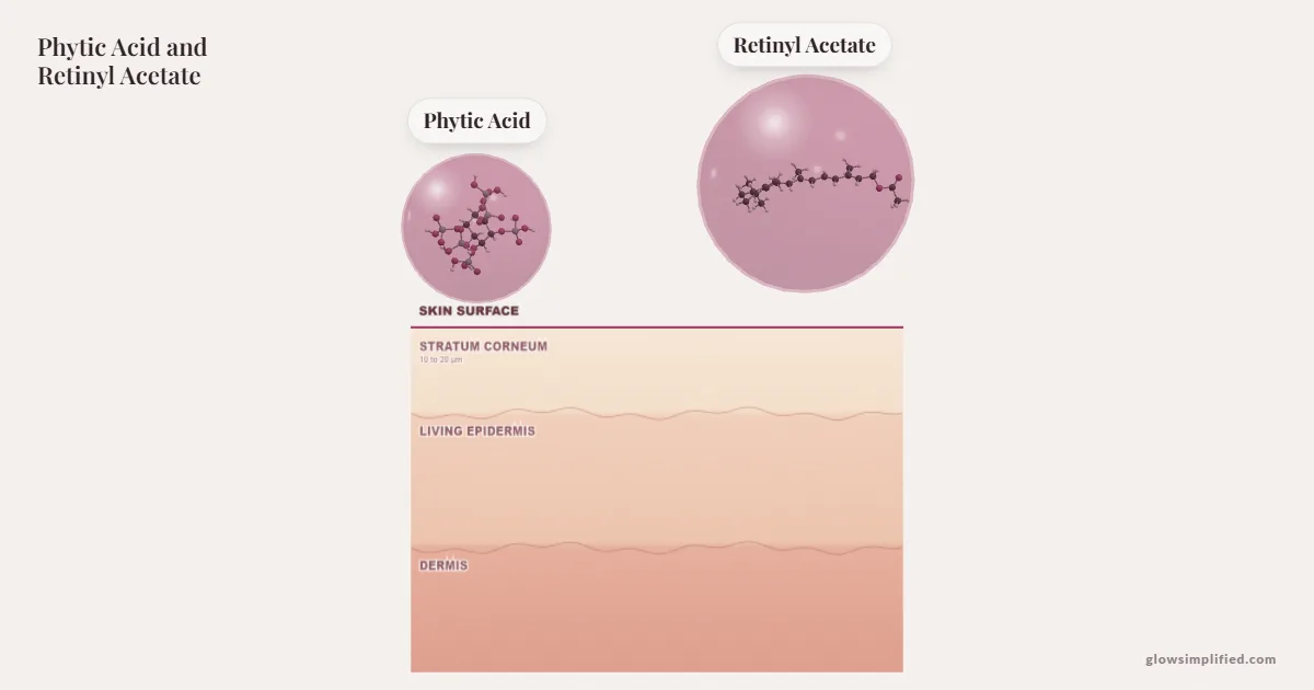 Phytic Acid and Retinyl Acetate meeting on a cross-section of skin