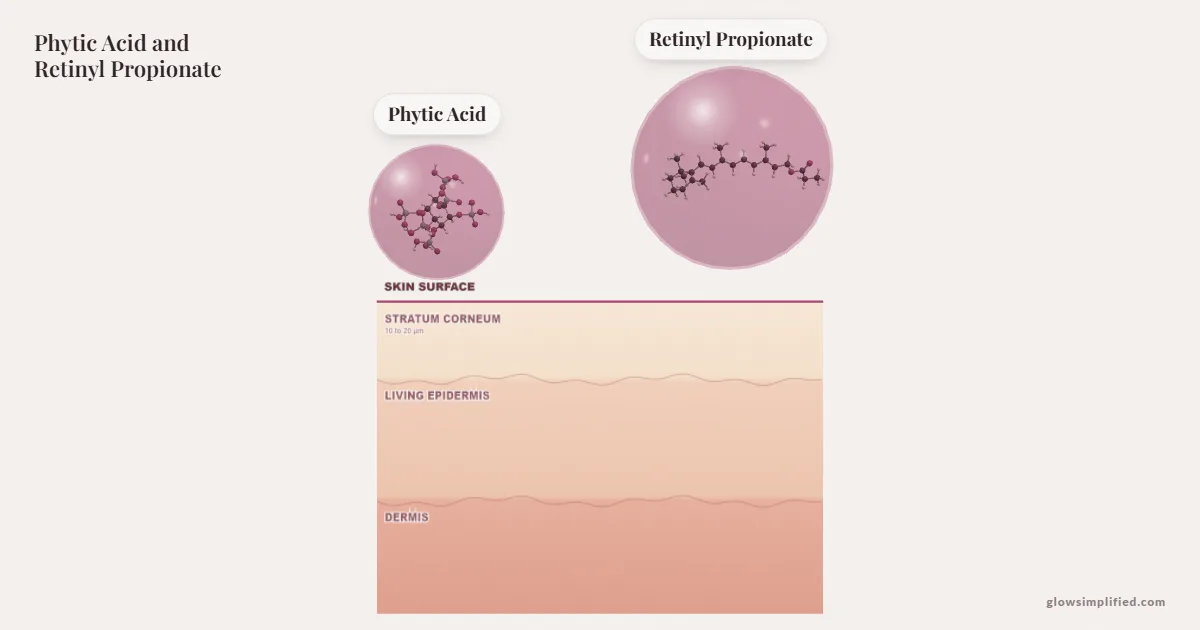 Phytic Acid and Retinyl Propionate meeting on a cross-section of skin