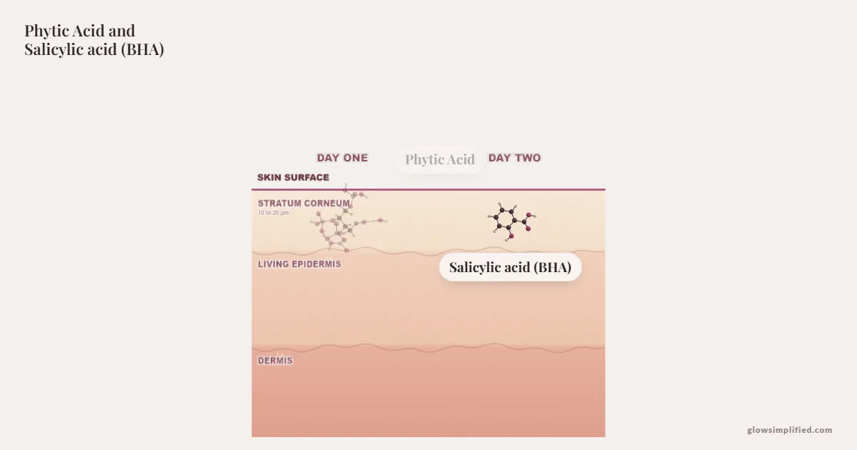 Phytic Acid and Salicylic acid (BHA) meeting on a cross-section of skin