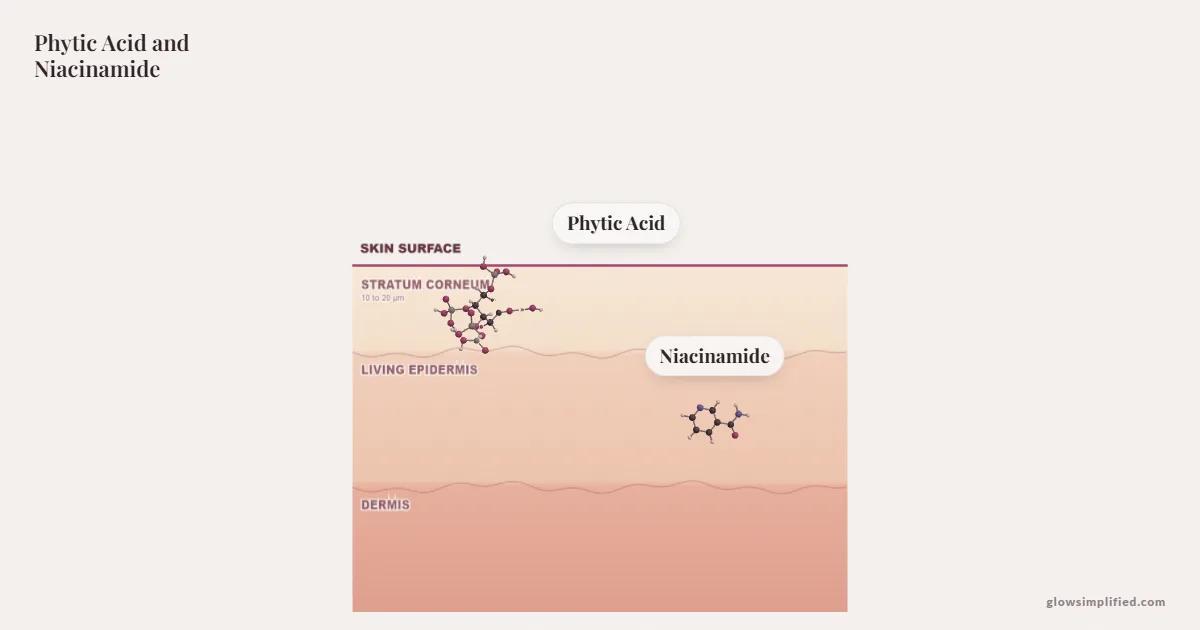 Phytic Acid and Niacinamide meeting on a cross-section of skin