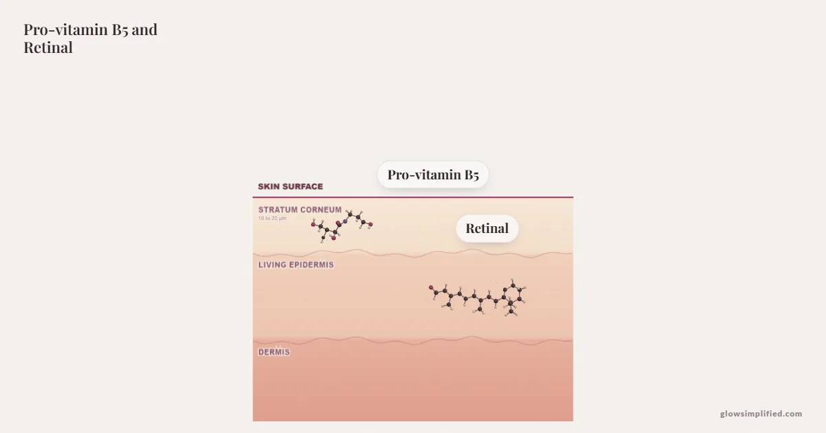 Pro-vitamin B5 and Retinal meeting on a cross-section of skin