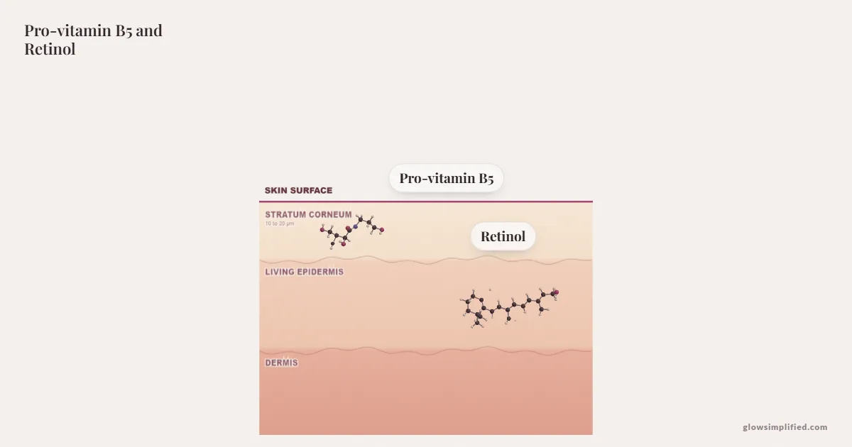 Pro-vitamin B5 and Retinol meeting on a cross-section of skin