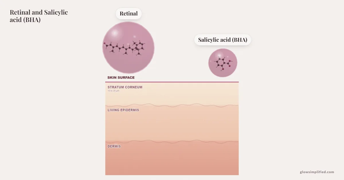 Retinal and Salicylic acid (BHA) meeting on a cross-section of skin