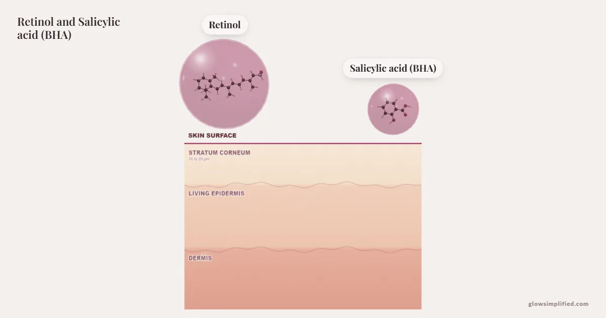 Retinol and Salicylic acid (BHA) meeting on a cross-section of skin