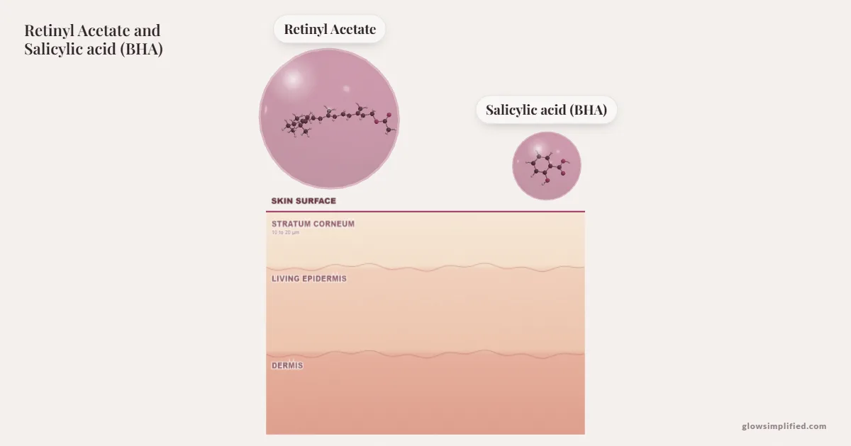 Retinyl Acetate and Salicylic acid (BHA) meeting on a cross-section of skin