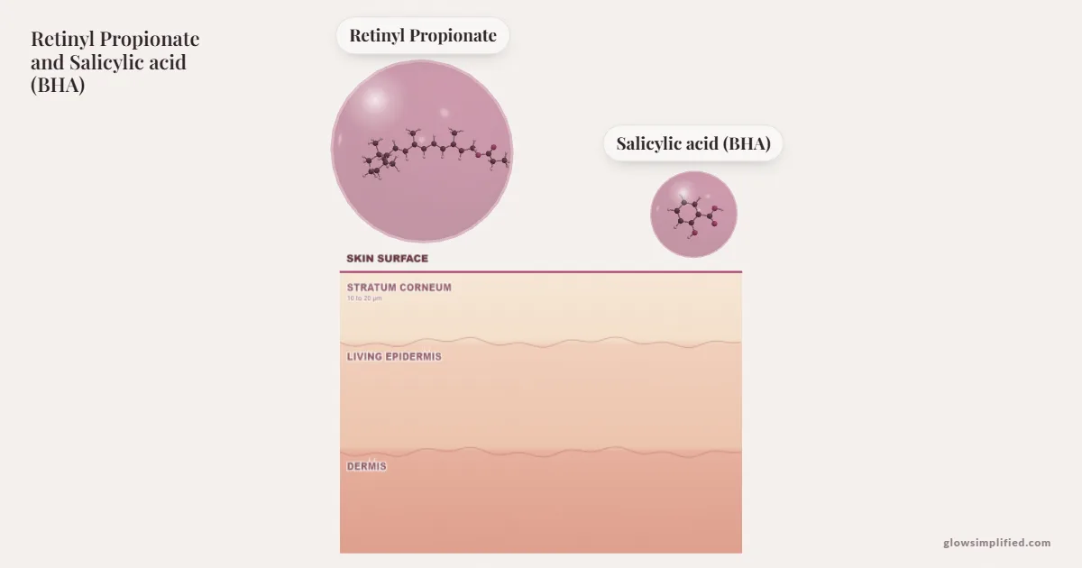 Retinyl Propionate and Salicylic acid (BHA) meeting on a cross-section of skin