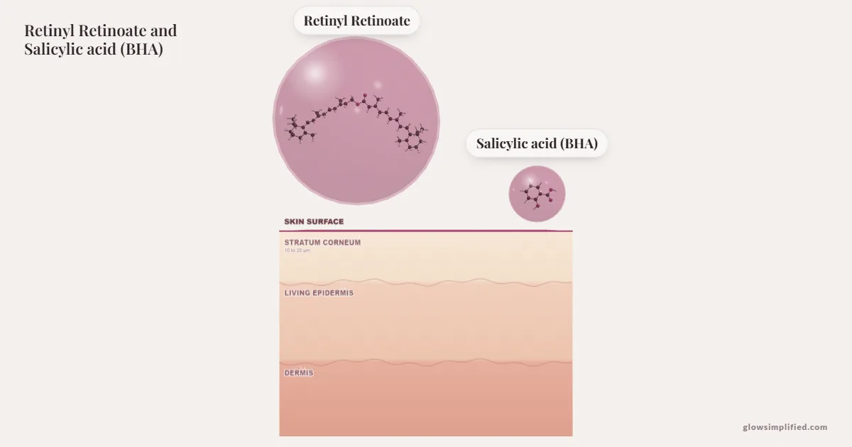 Retinyl Retinoate and Salicylic acid (BHA) meeting on a cross-section of skin