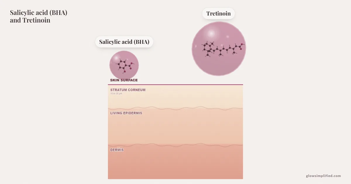 Salicylic acid (BHA) and Tretinoin meeting on a cross-section of skin