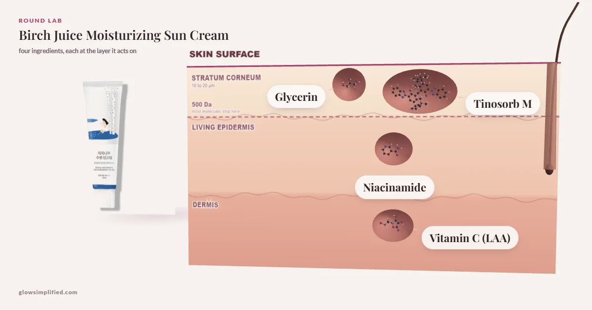 Round Lab Birch Juice Moisturizing Sun Cream: Glycerin, Tinosorb M, Niacinamide, Vitamin C (LAA) drawn in a cross-section of skin, each at the layer it acts on