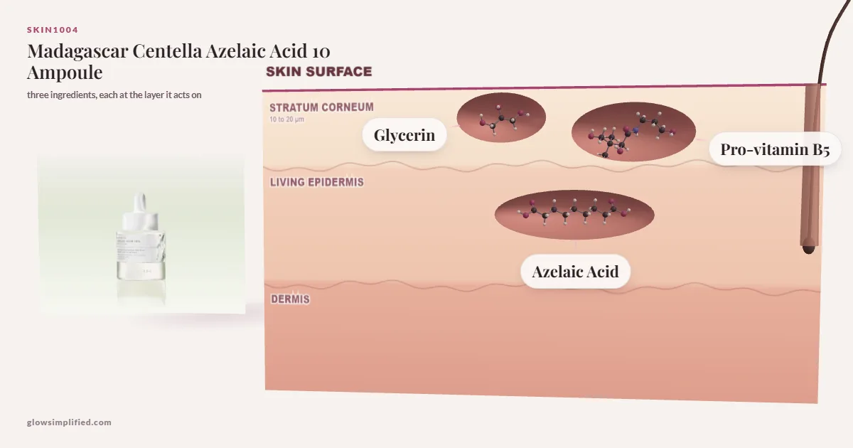 SKIN1004 Madagascar Centella Azelaic Acid 10 Ampoule: Glycerin, Pro-vitamin B5, Azelaic Acid drawn in a cross-section of skin, each at the layer it acts on