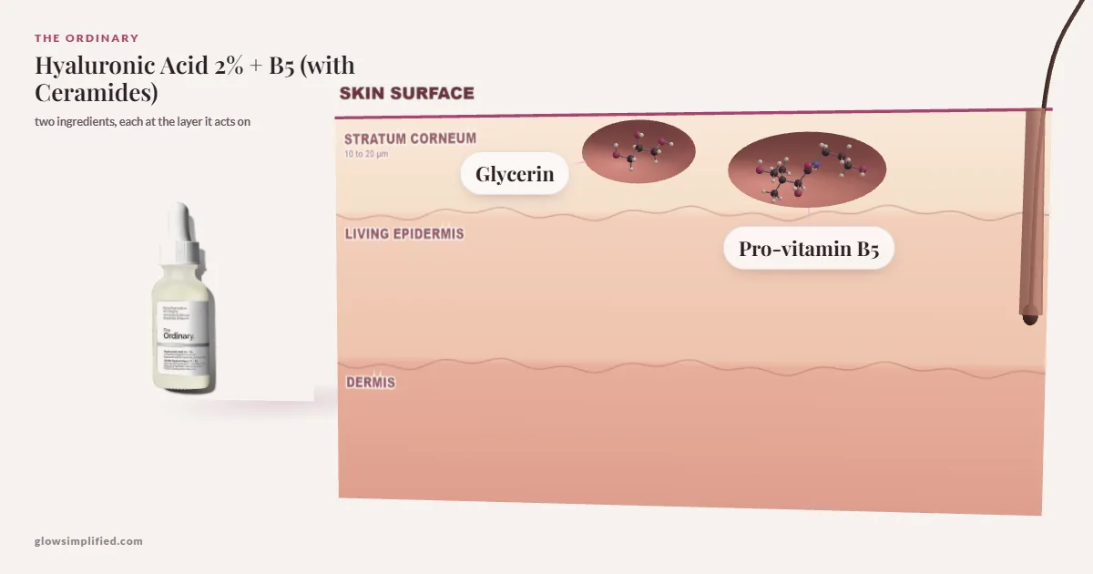 The Ordinary Hyaluronic Acid 2% + B5 (with Ceramides): Glycerin, Pro-vitamin B5 drawn in a cross-section of skin, each at the layer it acts on