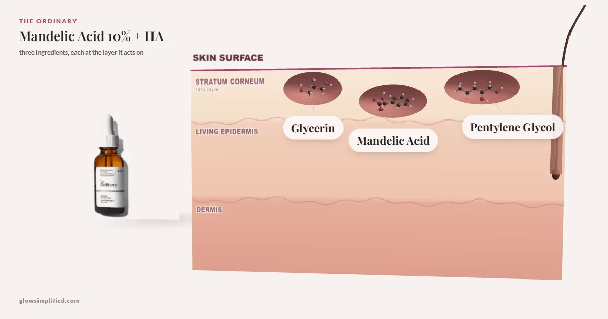 The Ordinary Mandelic Acid 10% + HA: Glycerin, Mandelic Acid, Pentylene Glycol drawn in a cross-section of skin, each at the layer it acts on