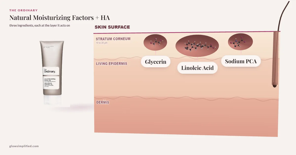 The Ordinary Natural Moisturizing Factors + HA: Glycerin, Linoleic Acid, Sodium PCA drawn in a cross-section of skin, each at the layer it acts on